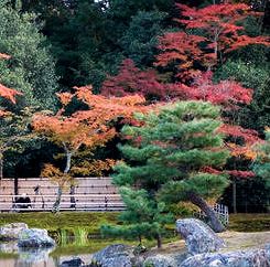 Name:  rnek-jp1.jpg
Views: 971
Size:  22.7 KB