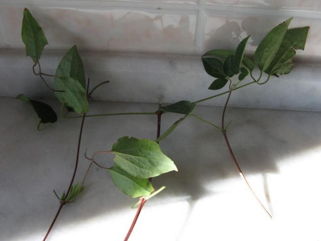 Name:  clematis elik.jpg
Views: 807
Size:  25.2 KB