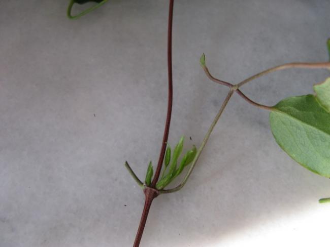 Name:  clematis eliklerjpg.jpg
Views: 809
Size:  20.6 KB