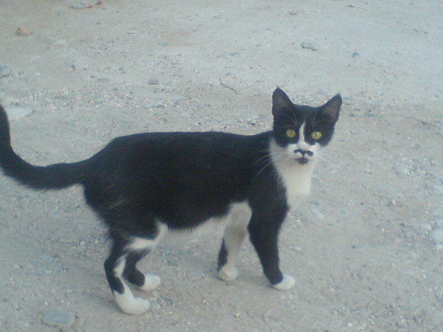 Name:  DSC07622.JPG
Views: 2418
Size:  55.8 KB