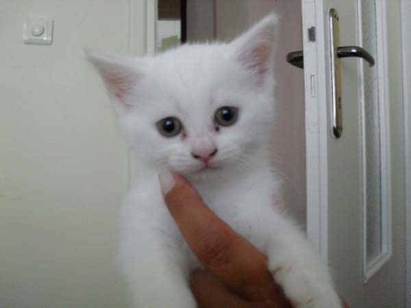 Name:  Alba.JPG
Views: 681
Size:  40.1 KB