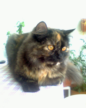 Name:  picture---00165.jpg
Views: 44686
Size:  51.8 KB