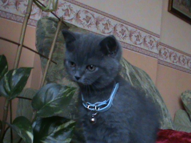 Name:  DSC00343.jpg
Views: 6160
Size:  36.4 KB