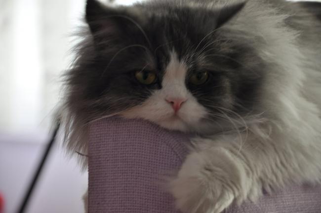 Name:  cetik.jpg
Views: 1456
Size:  25.2 KB