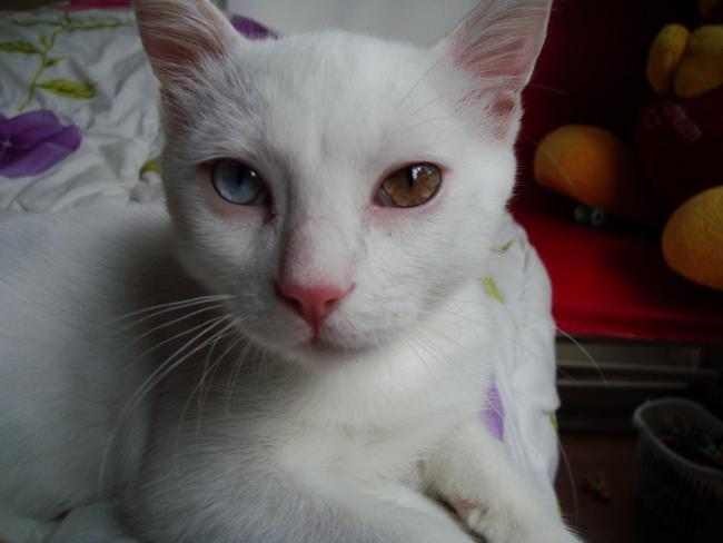 Name:  Kedimiz Mrnak 3 .jpg
Views: 763
Size:  28.3 KB