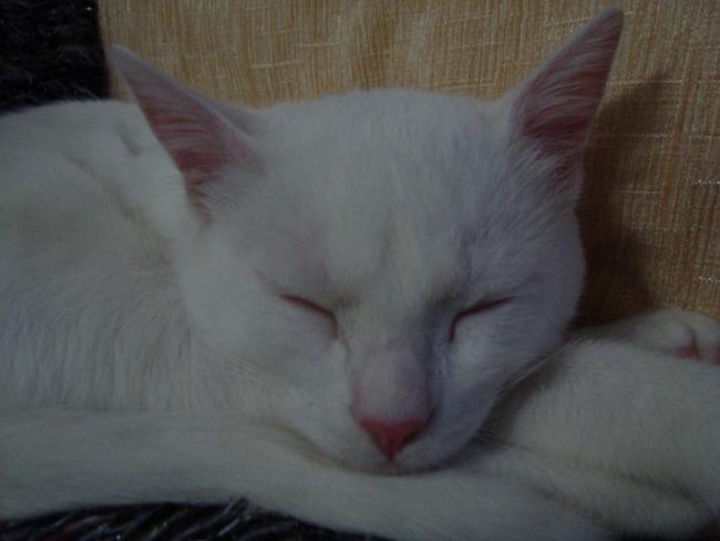 Name:  mrnak 1.jpg
Views: 657
Size:  26.0 KB