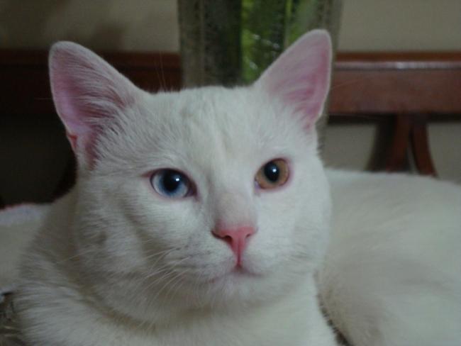 Name:  mrnak 12.jpg
Views: 926
Size:  23.7 KB