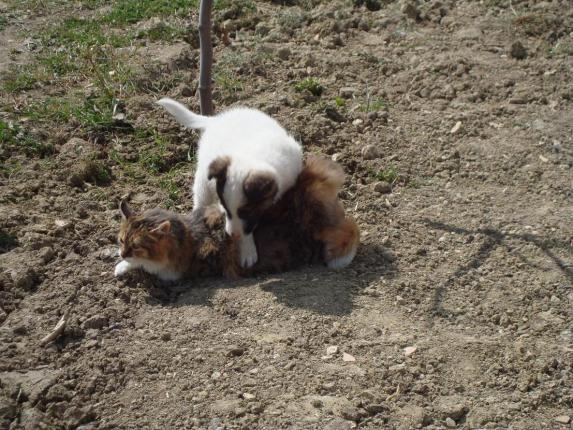 Name:  Mex ve sibel 1.jpg
Views: 922
Size:  71.1 KB