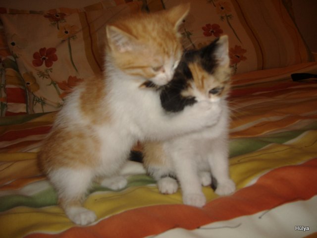 Name:  1-kzlar+231.jpg
Views: 2454
Size:  42.4 KB