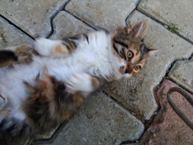 Name:  sibel 2.jpg
Views: 755
Size:  46.4 KB