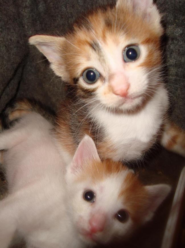 Name:  sibel - Yavrular 8.jpg
Views: 1554
Size:  63.1 KB