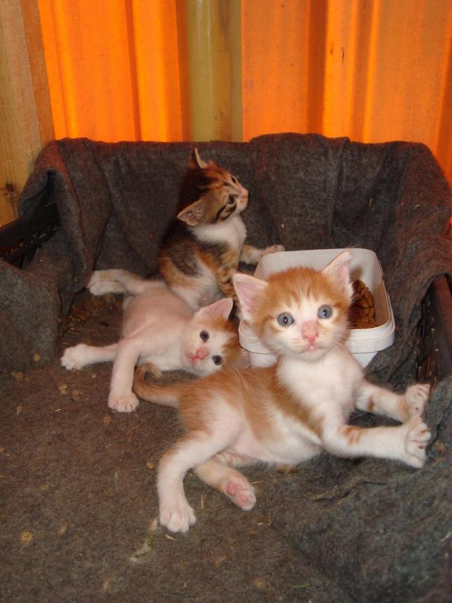 Name:  sibel - Yavrular 10.jpg
Views: 1497
Size:  69.9 KB
