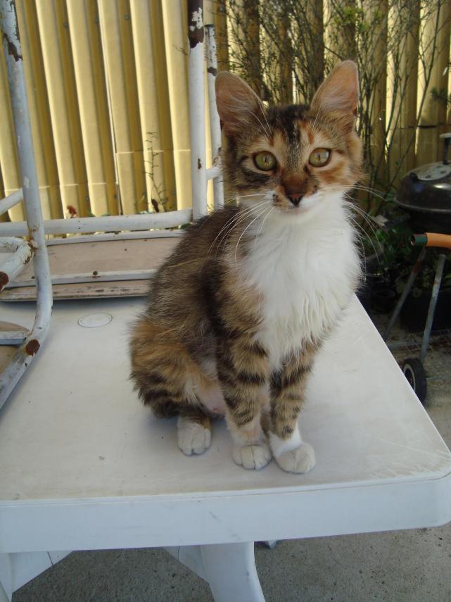 Name:  sibel 7.jpg
Views: 1507
Size:  70.1 KB