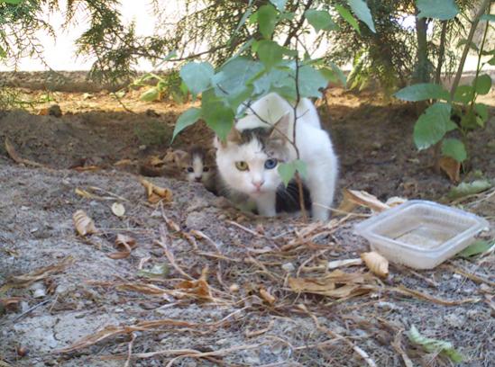 Name:  minhos_1.jpg
Views: 1954
Size:  55.6 KB