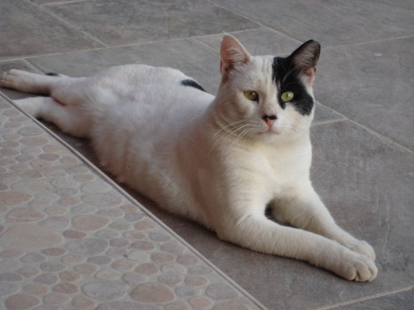 Name:  cat.jpg
Views: 2581
Size:  49.1 KB