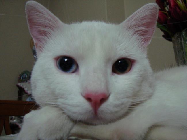 Name:  mrnak 01.jpg
Views: 767
Size:  25.6 KB