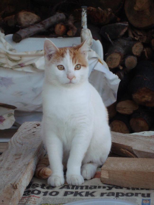 Name:  Sibelin yavrular1 .jpg
Views: 880
Size:  53.8 KB