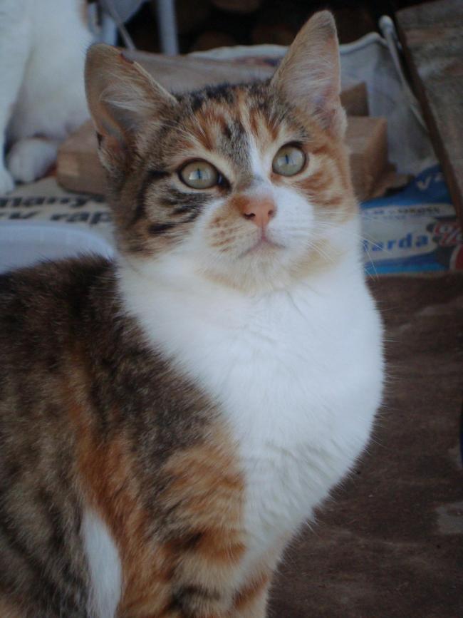 Name:  Sibelin yavrular3 .jpg
Views: 856
Size:  56.3 KB