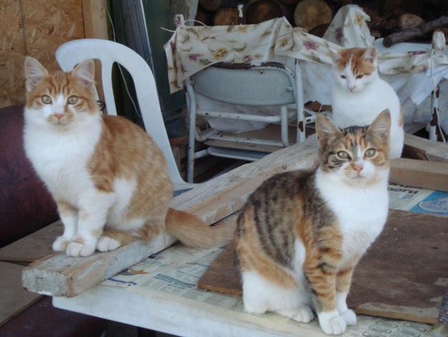 Name:  Sibelin yavrular4 .jpg
Views: 887
Size:  44.1 KB