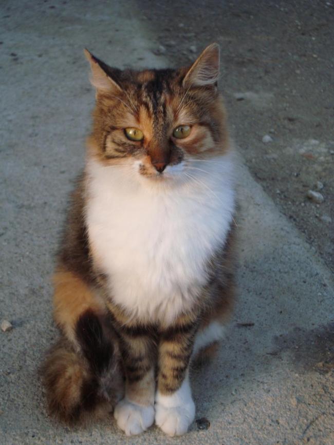 Name:  Sibel1 .jpg
Views: 1032
Size:  61.3 KB