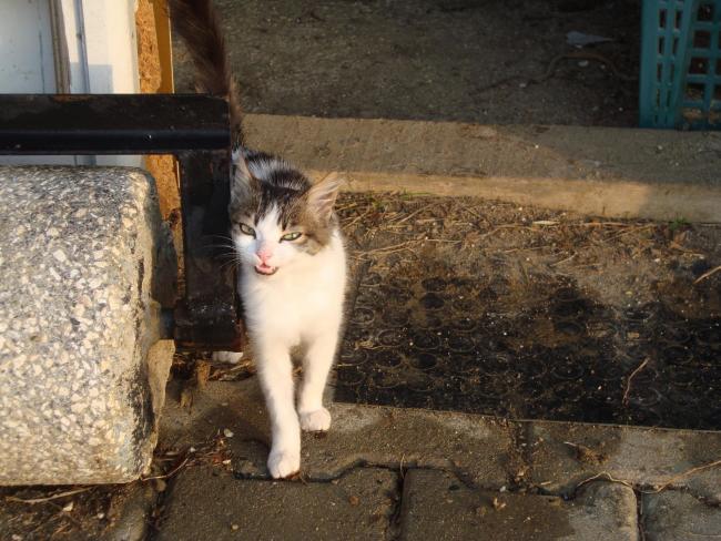 Name:  kedilerim.jpg
Views: 836
Size:  59.4 KB