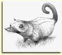 Name:  luwak.jpg
Views: 3648
Size:  6.0 KB