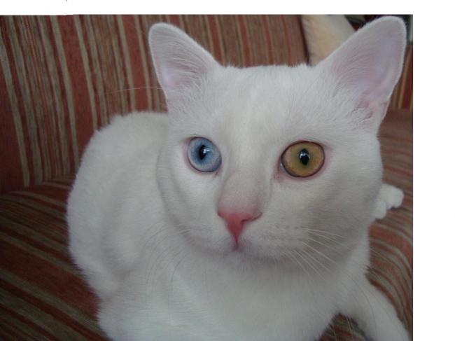 Name:  Mrnak.jpg
Views: 731
Size:  29.0 KB