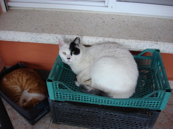 Name:  cats.jpg
Views: 609
Size:  62.9 KB