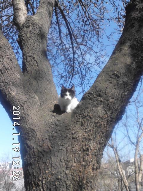 Name:  CIMG4937.jpg
Views: 1058
Size:  75.1 KB