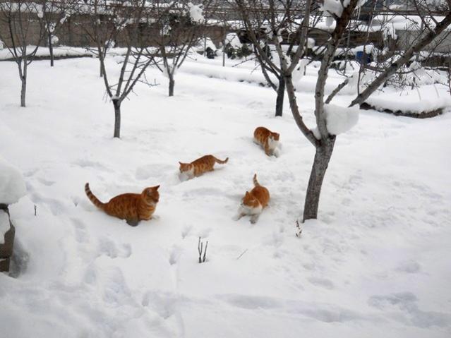Name:  DSCN3995.jpg
Views: 1172
Size:  41.8 KB