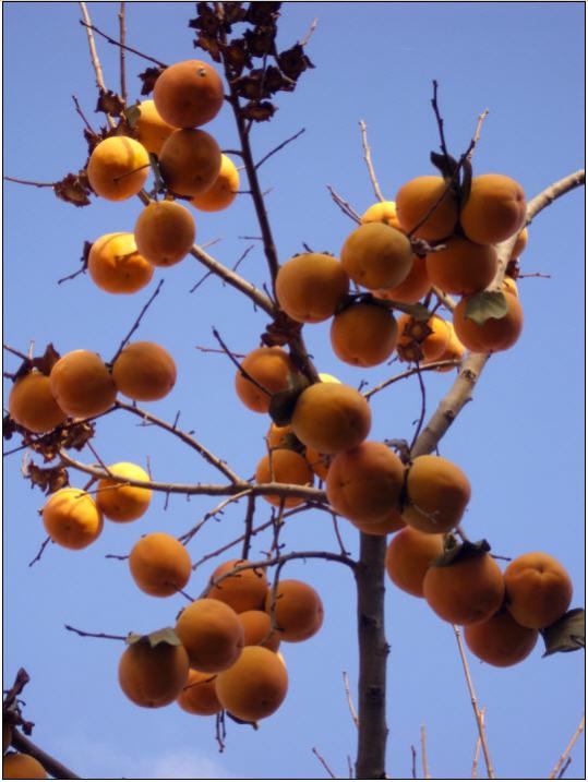 Name:  SNAG-0080.jpg
Views: 1575
Size:  50.4 KB