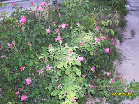Name:  034.jpg
Views: 14622
Size:  38.0 KB