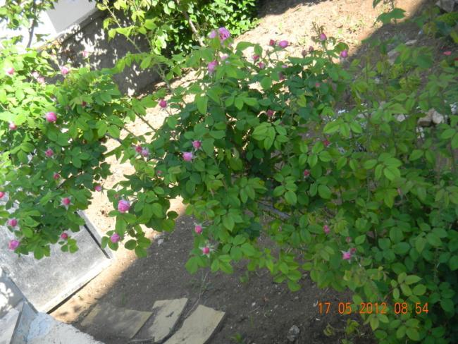 Name:  DSCN1140.jpg
Views: 12069
Size:  69.0 KB