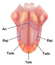 Name:  dil.jpg
Views: 2815
Size:  9.1 KB