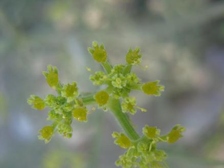 Name:  rtk o.1.JPG
Views: 8750
Size:  26.3 KB
