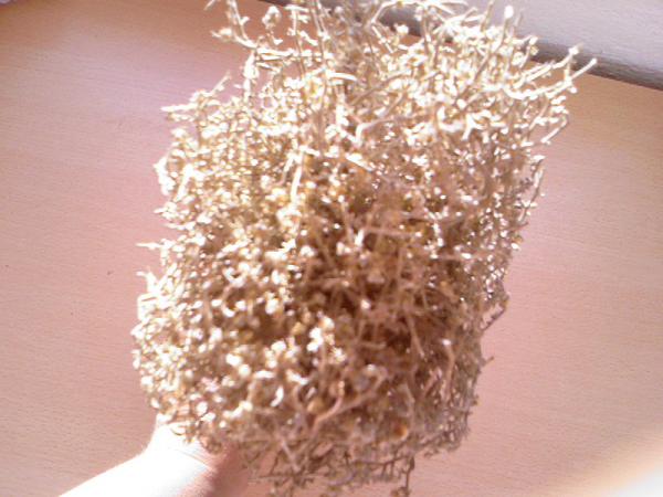 Name:  Photo-0231.jpg
Views: 8407
Size:  43.1 KB