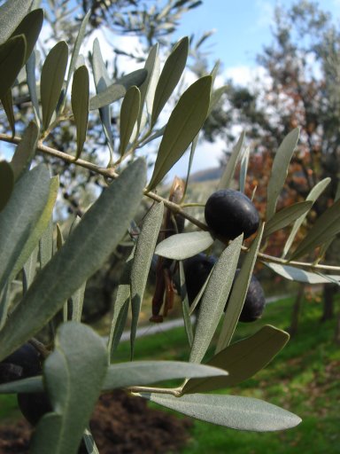 Name:  samanli_bekcili.jpg
Views: 17496
Size:  44.4 KB