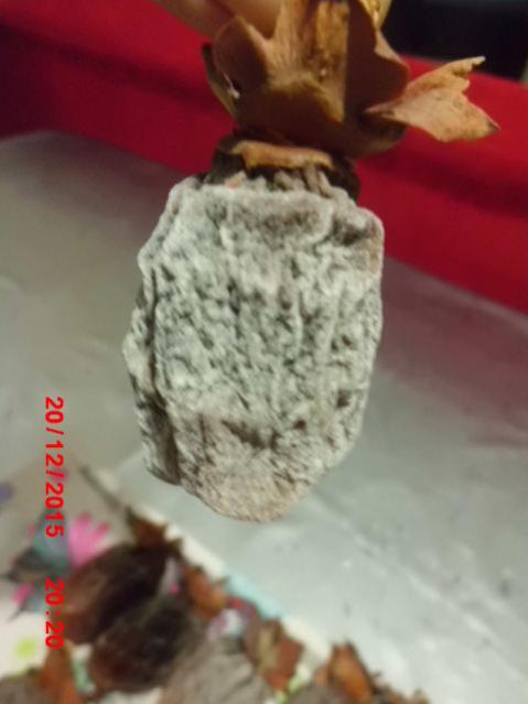 Name:  CIMG8463.jpg
Views: 911
Size:  28.6 KB
