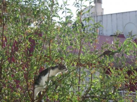 Name:  fare kedi1 (450 x 338).jpg
Views: 9219
Size:  39.5 KB