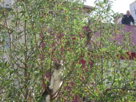 Name:  fare kedi (450 x 338).jpg
Views: 9237
Size:  41.8 KB