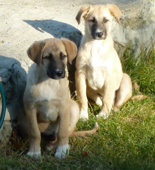 Name:  puppy4.jpg
Views: 1031
Size:  65.6 KB