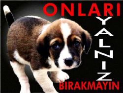 Name:  kopek.jpg
Views: 518
Size:  12.8 KB