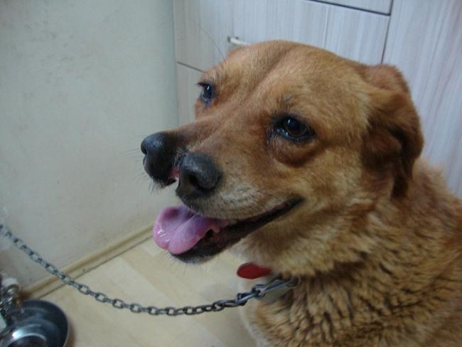 Name:  catalburun2.jpg
Views: 54895
Size:  32.1 KB