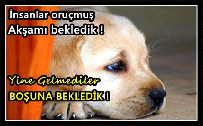 Name:  yardm edin.jpg
Views: 3123
Size:  47.6 KB