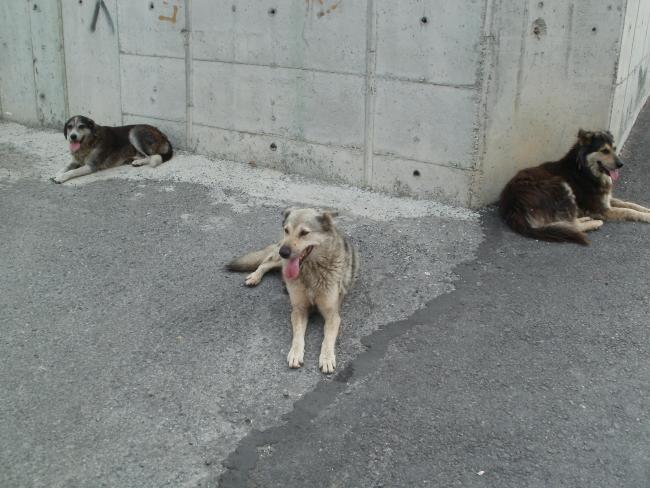 Name:  kopek.jpg
Views: 1955
Size:  51.0 KB