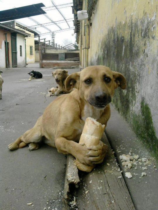 Name:  kopek.jpg
Views: 4342
Size:  63.0 KB