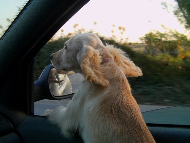 Name:  IMAG0006 (Kopyala).JPG
Views: 645
Size:  67.3 KB