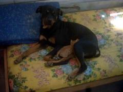 Name:  kedi_0007 (WinCE).jpg
Views: 3005
Size:  7.6 KB