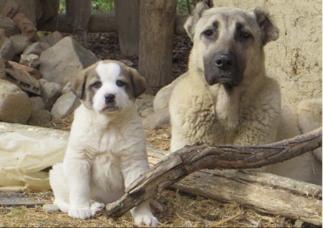 Name:  Image-0177.jpg
Views: 2224
Size:  47.7 KB