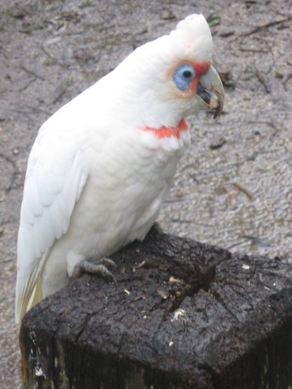 Name:  agaclar ve kuslar 026.jpg
Views: 855
Size:  42.3 KB
